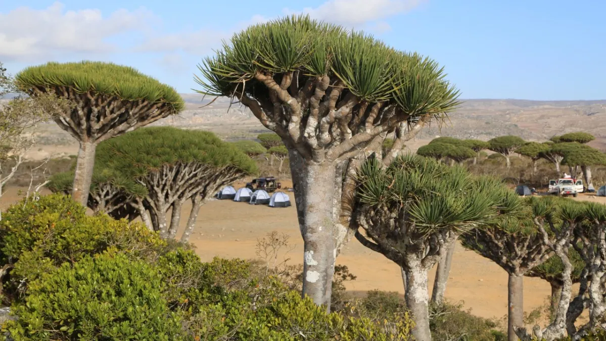Dragon Blood Trees growing throughout Firmihin Forest