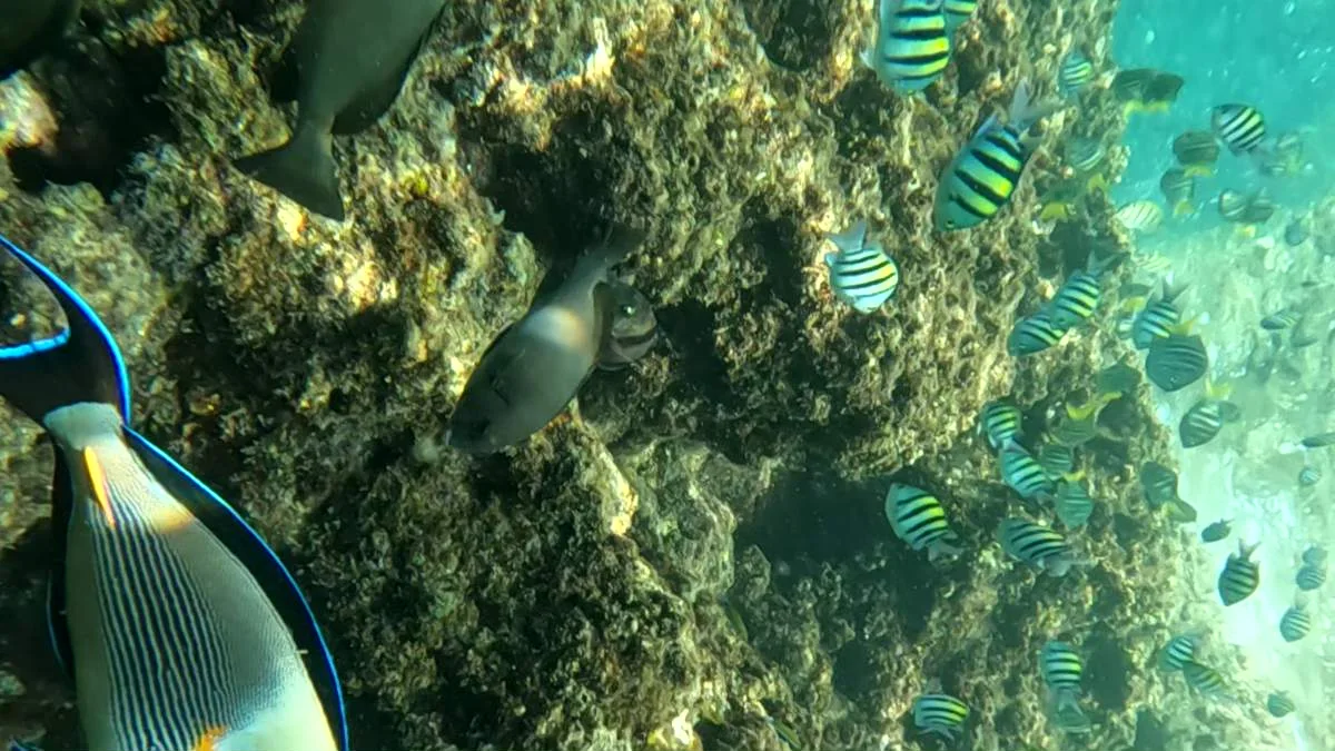 Snorkeling and scuba diving at Dihamri Marine Protected Area in Socotra