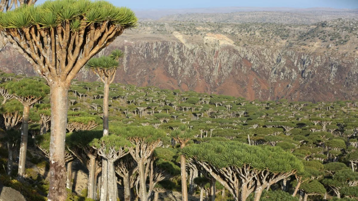 Socotra Dragon Blood Trees growing across Firmihin Forest